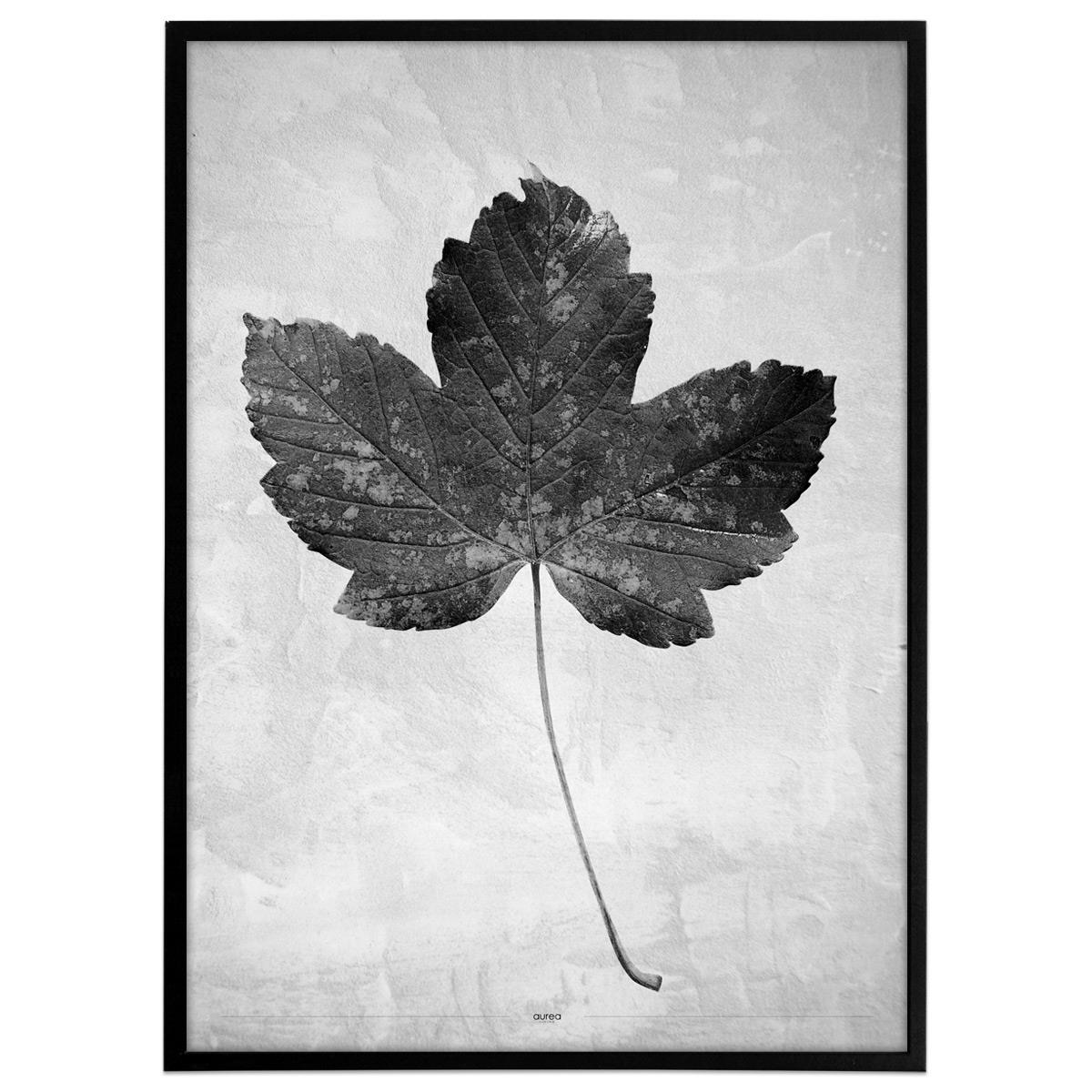 Plakat - Greyish Maple
