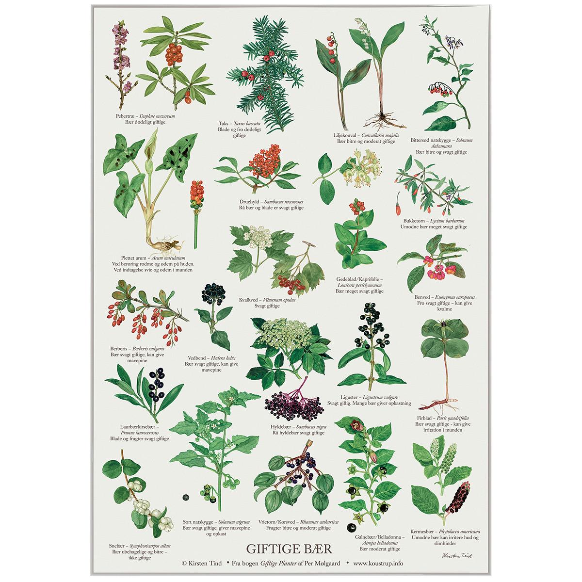 Koustrup & Co Plakat - Giftige Bær