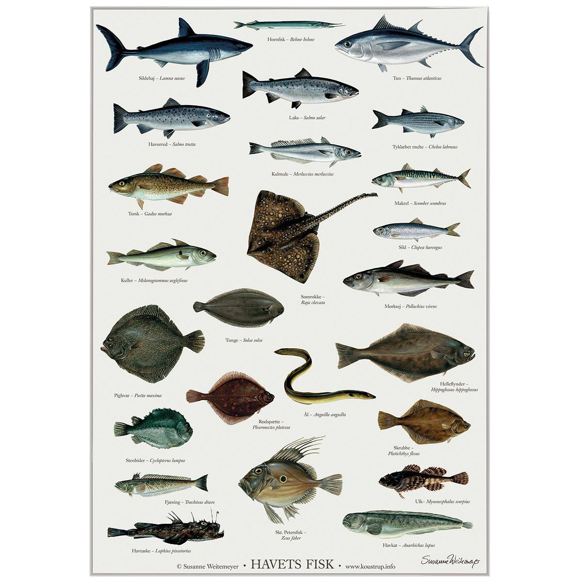 Koustrup & Co Plakat - Havets Fisk