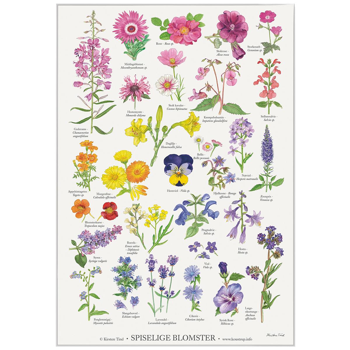 Koustrup & Co Plakat - Spiselige Blomster