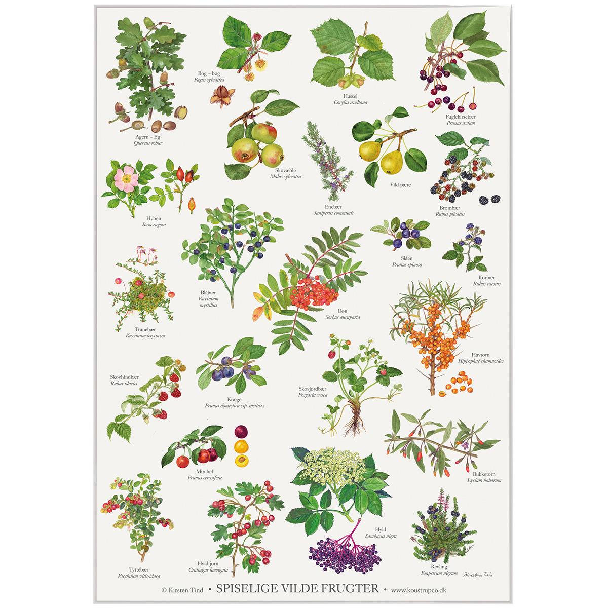 Koustrup & Co plakat - Spiselige Vilde Frugter