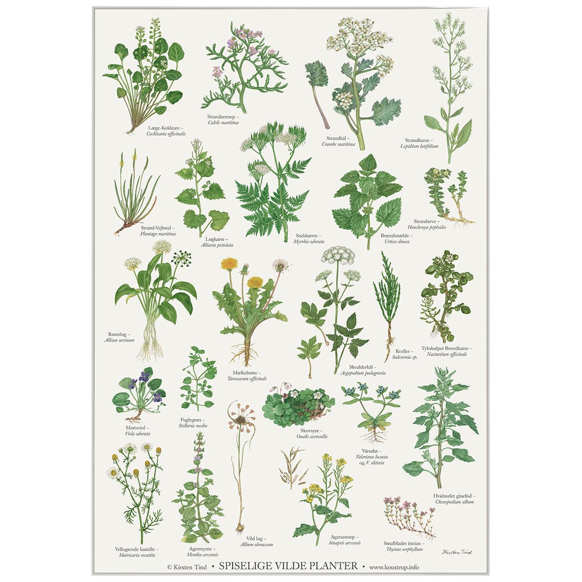Koustrup & Co Plakat - Spiselige Vilde Planter