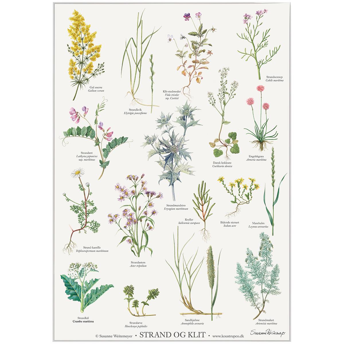 Koustrup & Co Plakat - Strandplanter