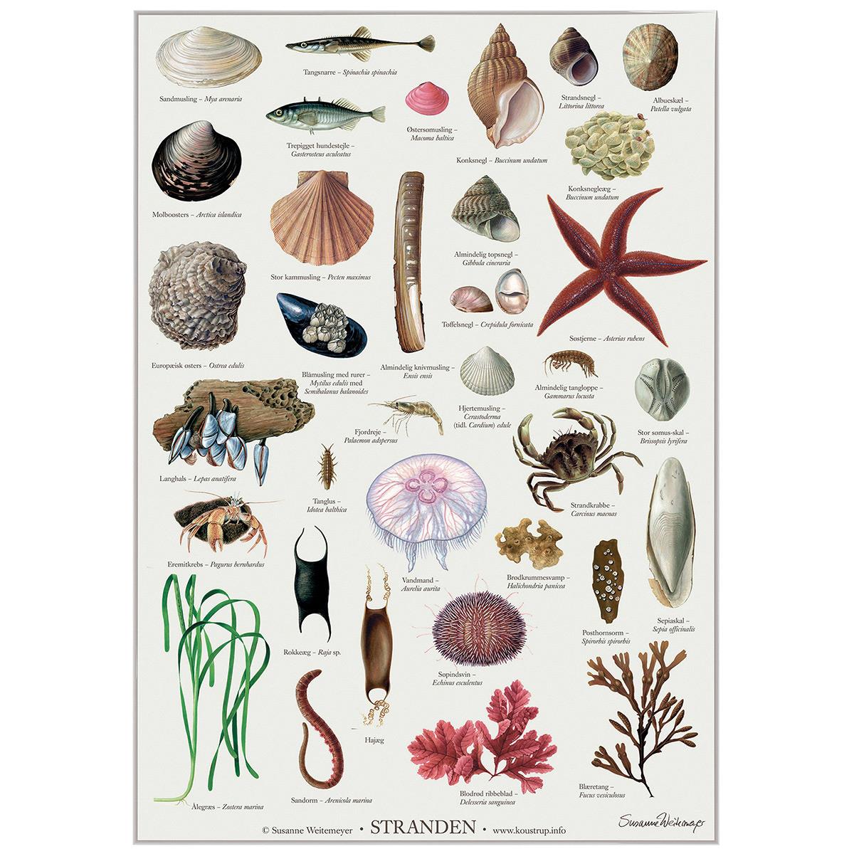 Koustrup & Co plakat - Stranden