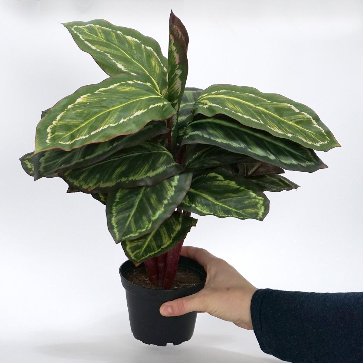 Kunstig Plante - Maranta 48 cm