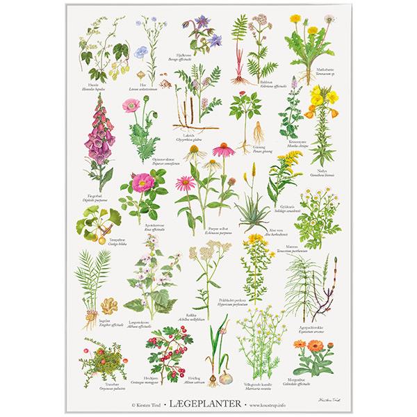 Koustrup & Co plakat - Lægeplanter