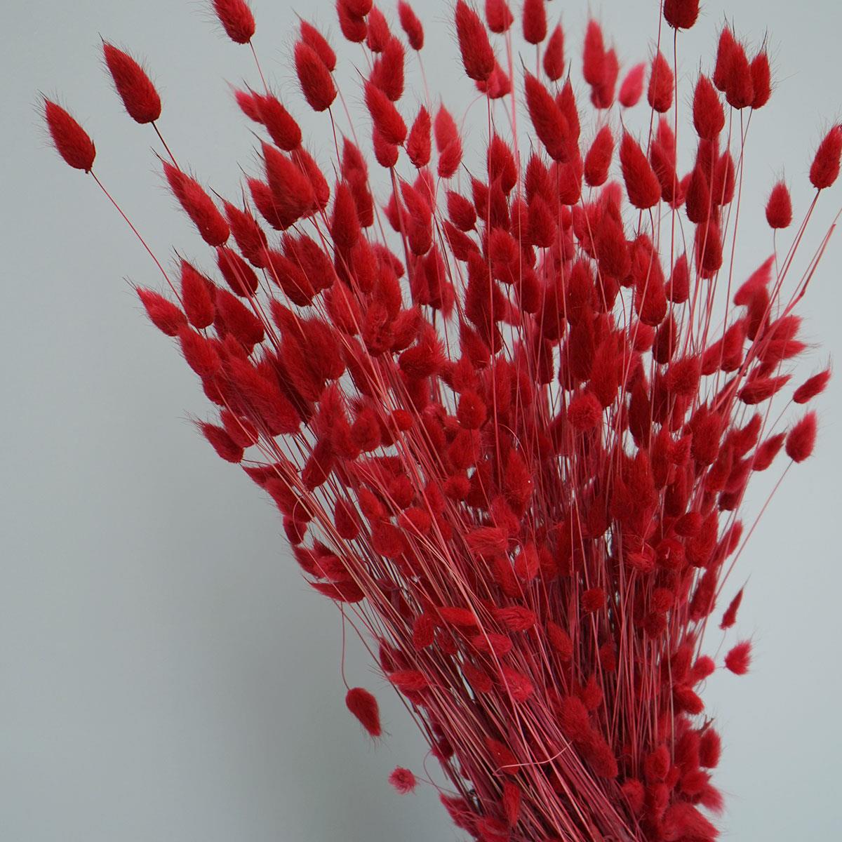 Tørrede Blomster - Lagurus - Mørkerød. XL bundt