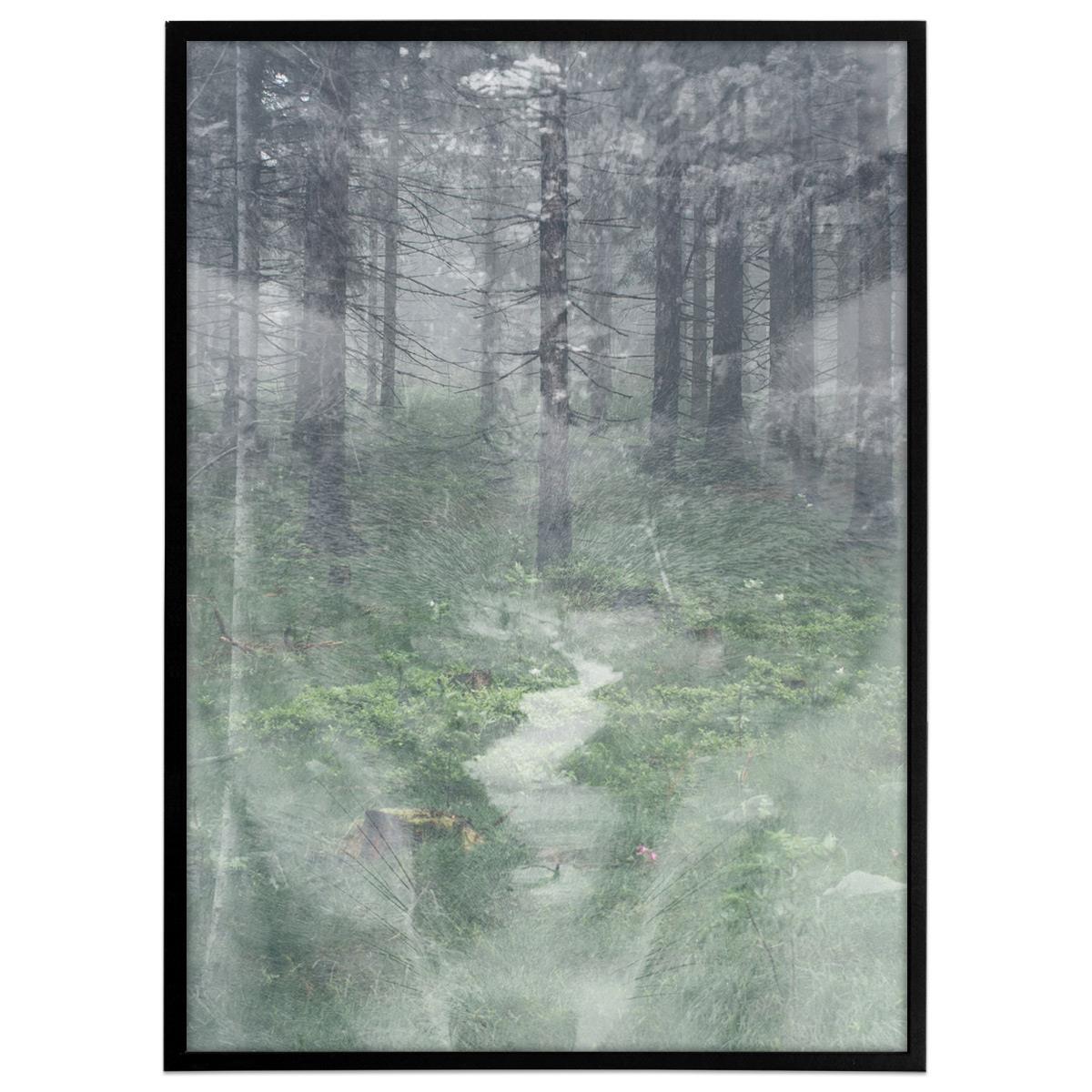 Plakat - Misty forest