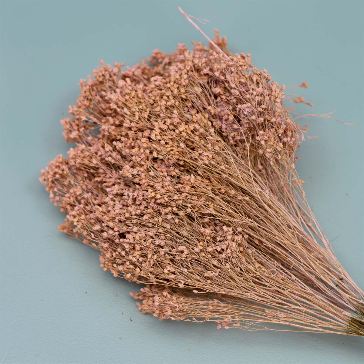 Tørrede Blomster - Broom Bloom, Powder Pink
