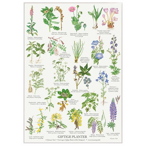 Koustrup & Co Plakat Giftige Planter