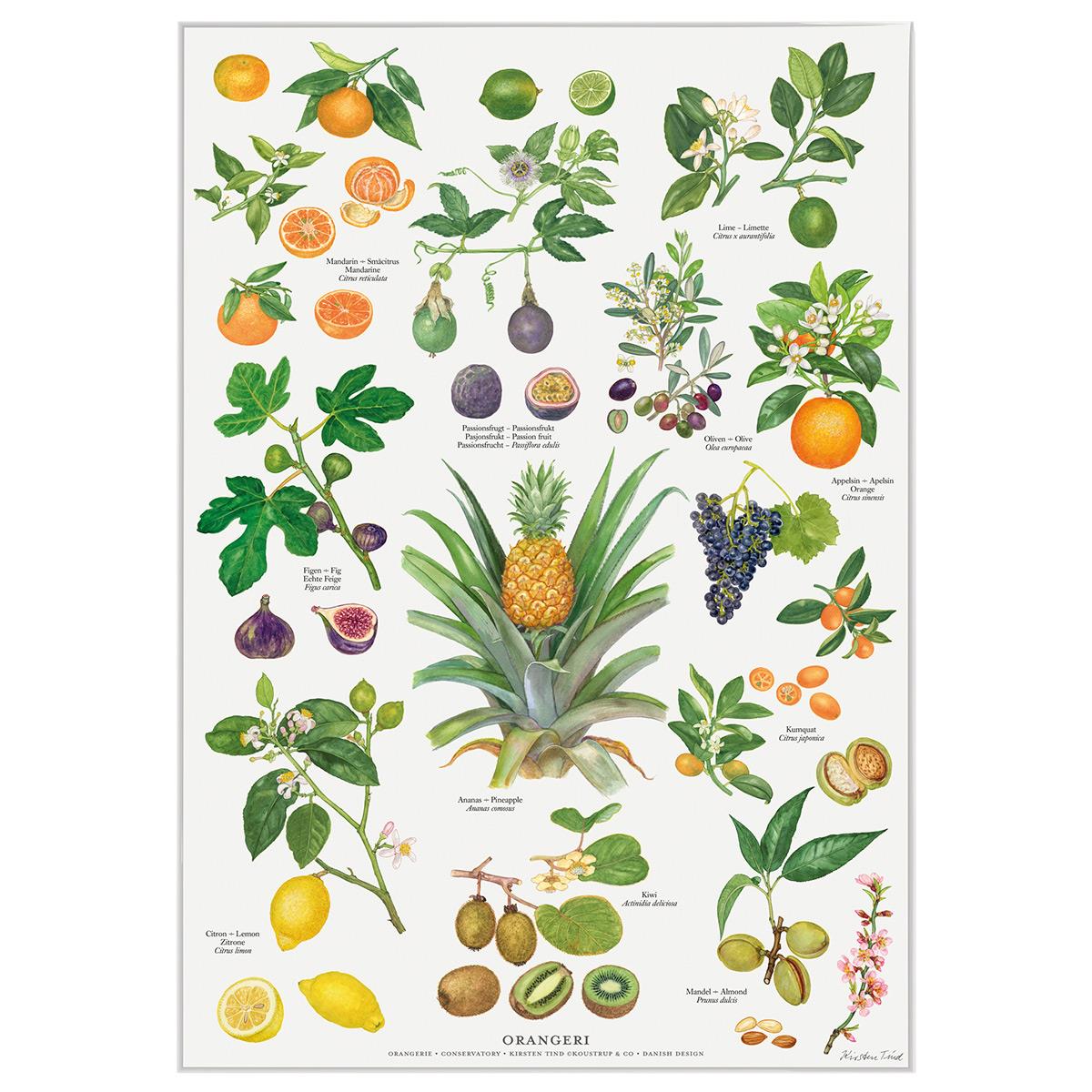 Koustrup & Co Plakat - Orangeri