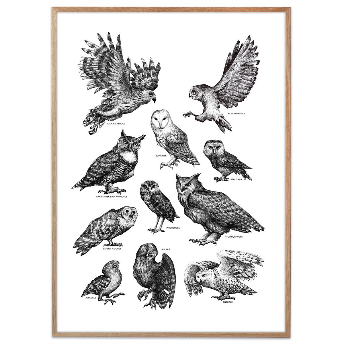 Plakat - Ugler, sort/hvid