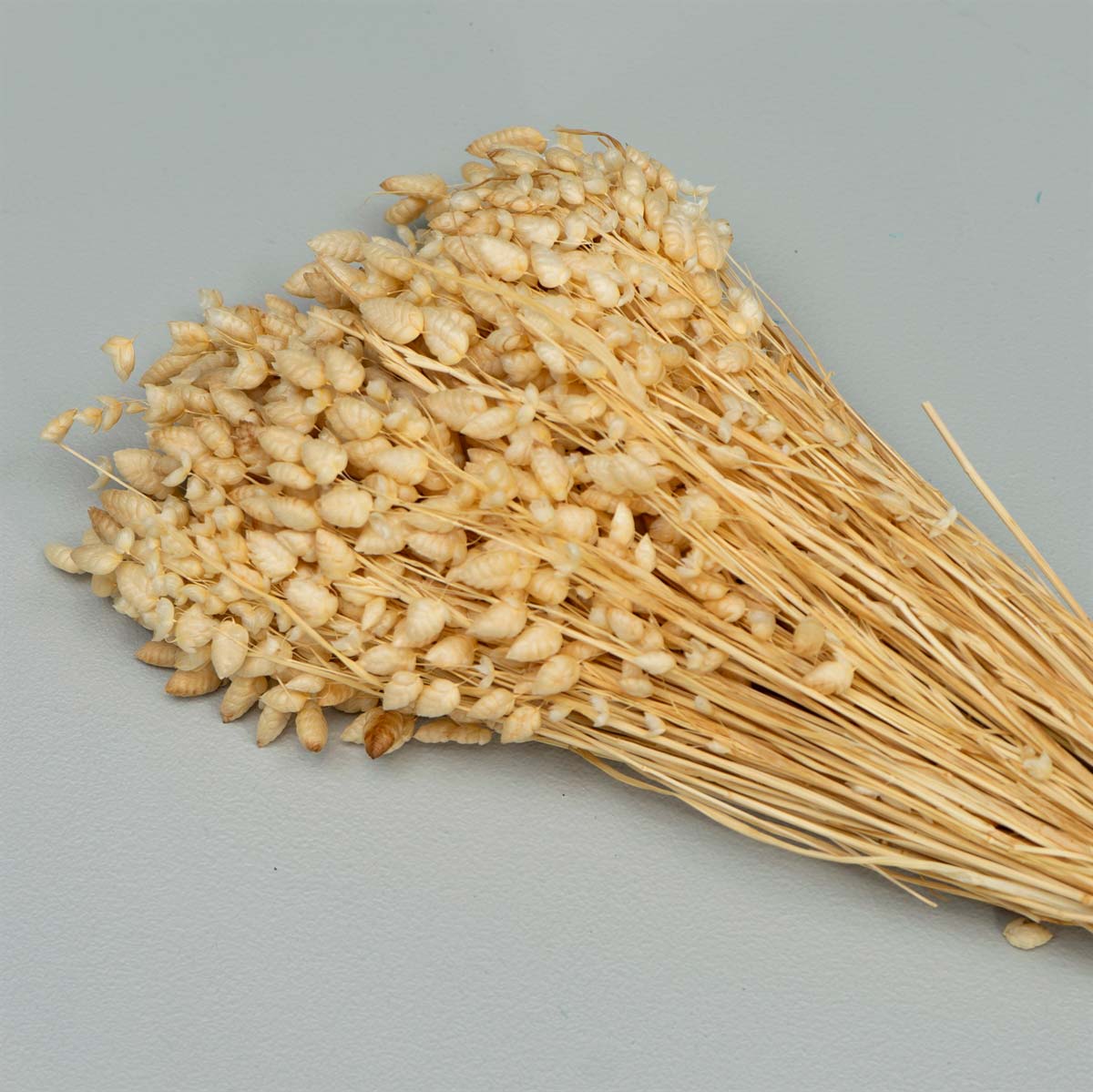 Tørrede Blomster - Briza Maxima, Cremehvid