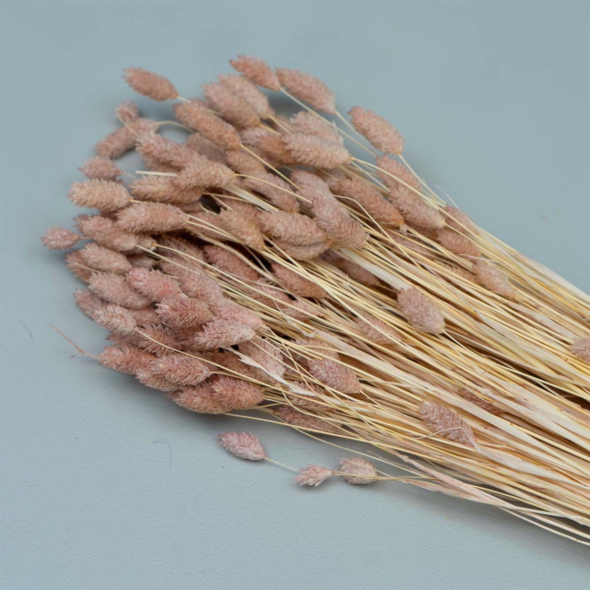 Tørrede Blomster - Phalaris, Powder Pink