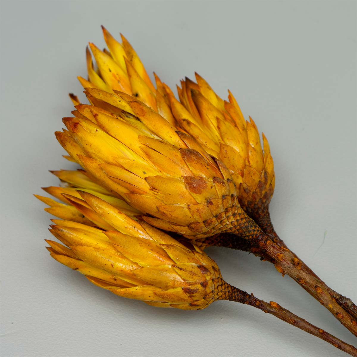 Tørrede Blomster - Protea, Gul. 5 stk