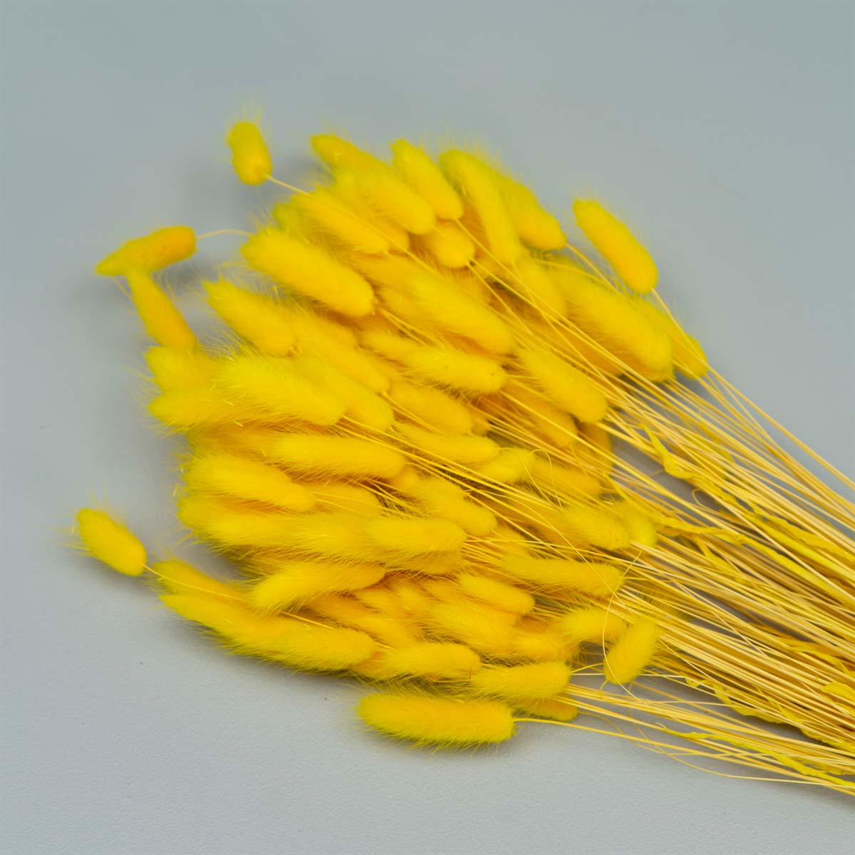 Tørrede Blomster - Lagurus, Gul. XL bundt