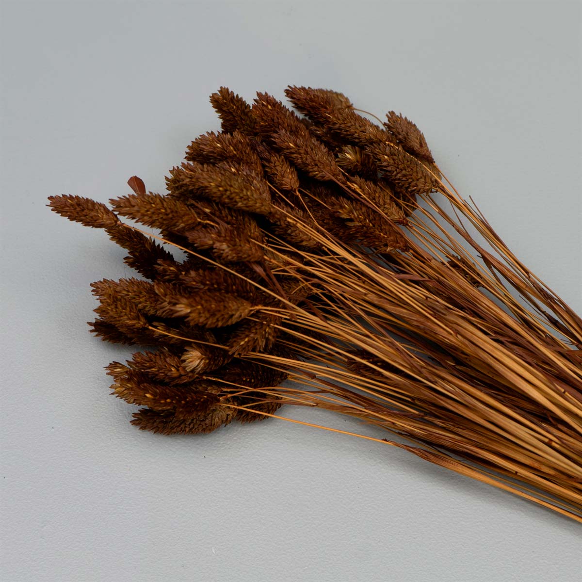Brune Phalaris Blomster – Tørrede Dekorative Græsstrå