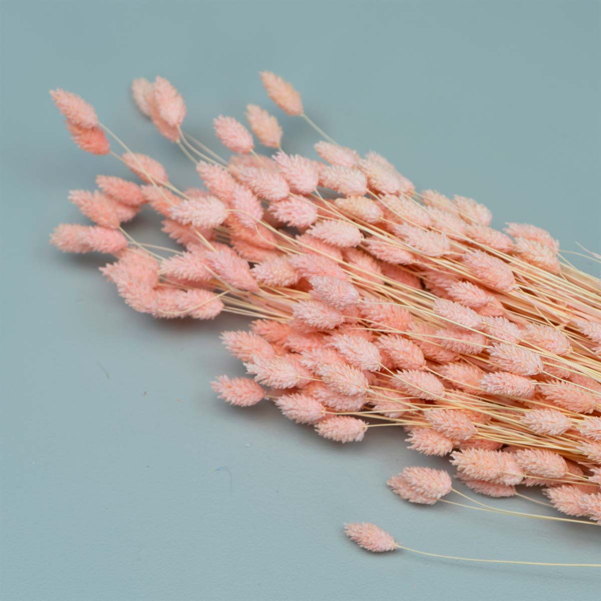 Tørrede Blomster - Phalaris Light Pink